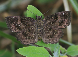 Hayhurst's Scallopwing